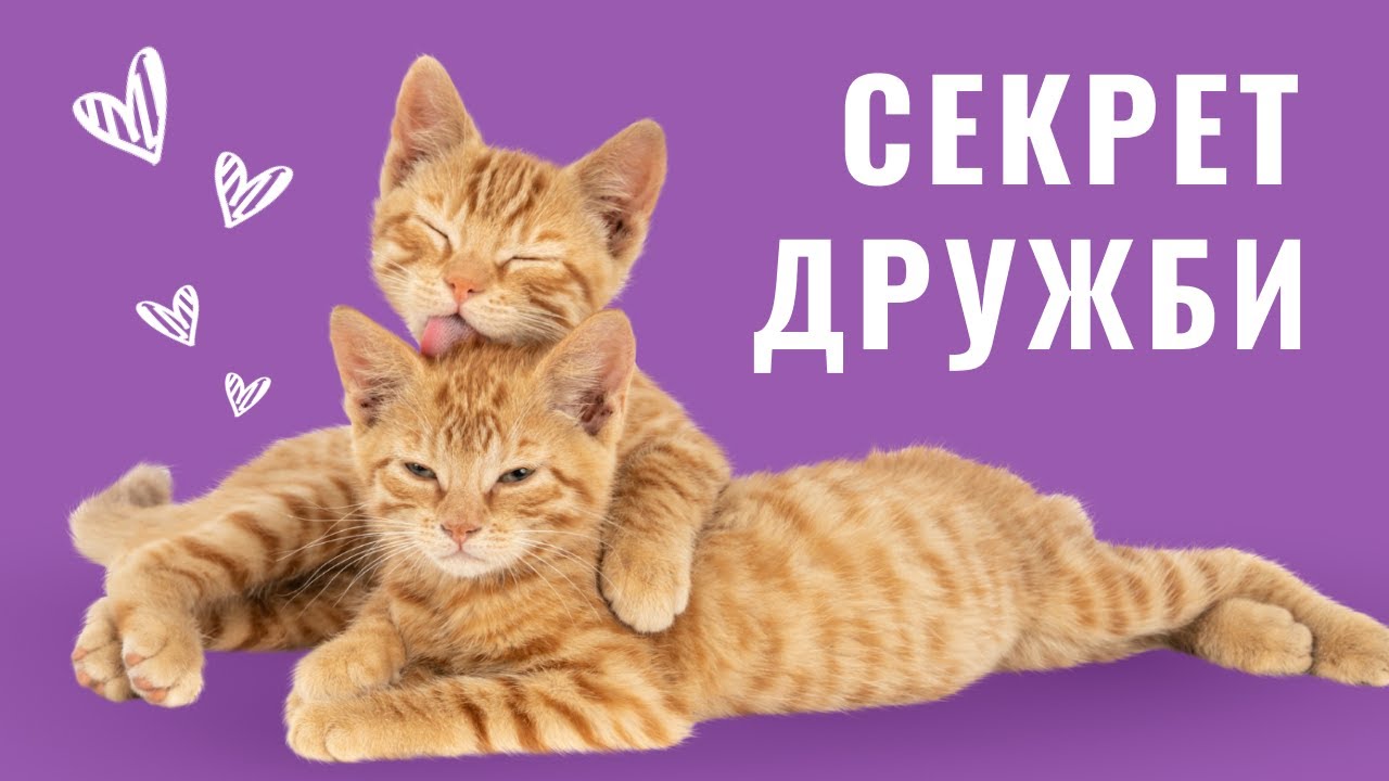 YouTube video preview