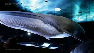 preview picture of video 'OZEANEUM Stralsund'