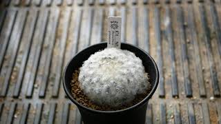 [品種紹介] サボテン Mammillaria plumosa [マミラリア プルモサ 白星]