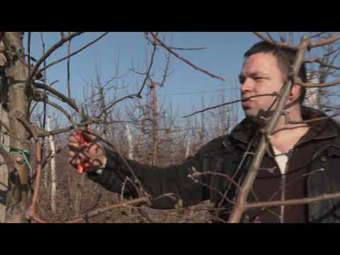 REZIDBA JABUKE Greni smit