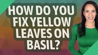 How do you fix yellow leaves on Basil?