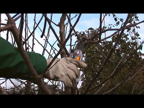 Schnittanleitung: Alte Kernobstbäume schneiden (Winterschnitt)