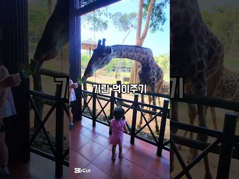 베트남 푸꾸옥의 빈펄 사파리에서 기린에게 먹이를 주고 동물들을 구경하는 모습