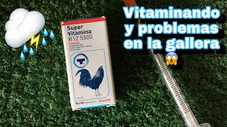 VITAMINANDO B12 5500 Tornel a los KIKRIKIS ¿La mejor vitamina