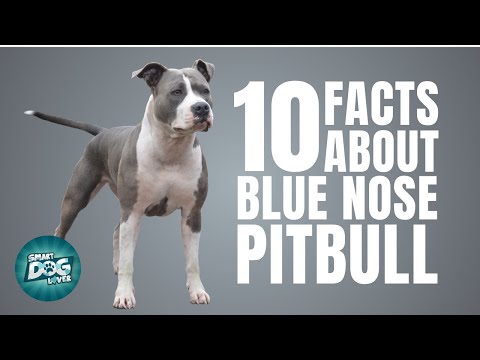 Blue Nose Pitbull