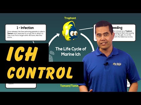 How to Get Rid of Ich in a Reef Tank: Separating Fact From Fiction!