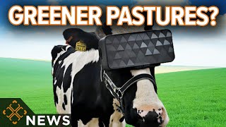 Farmer Uses VR Headsets To Make His Cows Feel Like They're In A Field