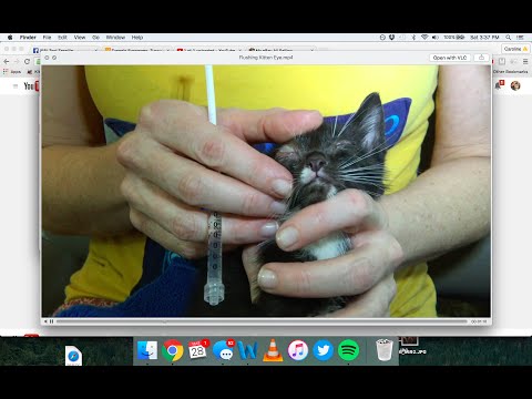 How to clean and flush an infected kitten or cat eye