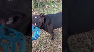 Video preview image #1 American Pit Bull Terrier-Beagle Mix Puppy For Sale in Rustburg, VA, USA