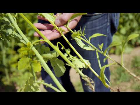 KWS Fit4NEXT MASSE Zwischenfrucht-Mischung