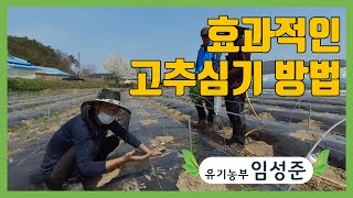 효과적인 고추심기 방법