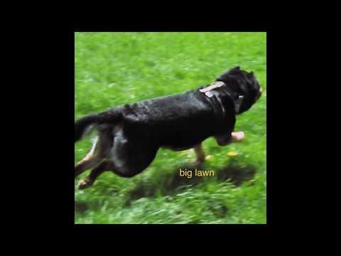 Video thumbnail for Big lawn