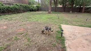 Video preview image #1 Maltese-Unknown Mix Puppy For Sale in Grafton, WI, USA