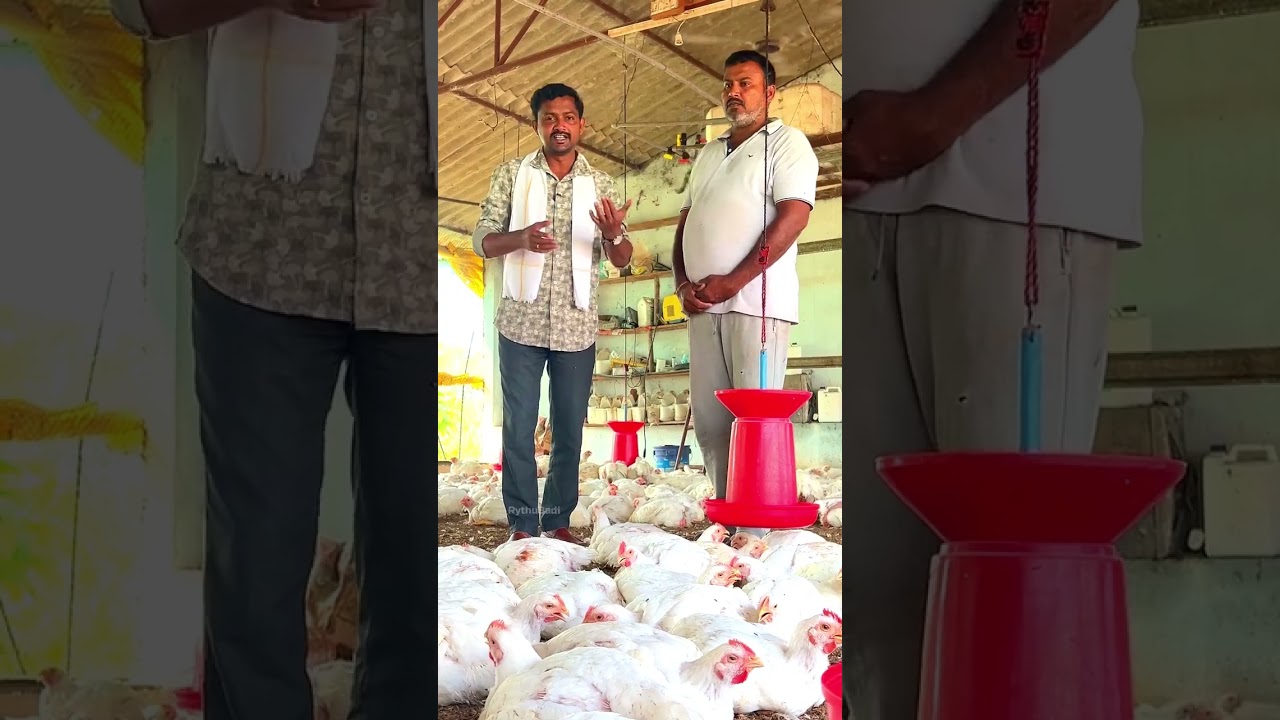 Real farmer shares his experience with ScaleOut on his poultry farm.