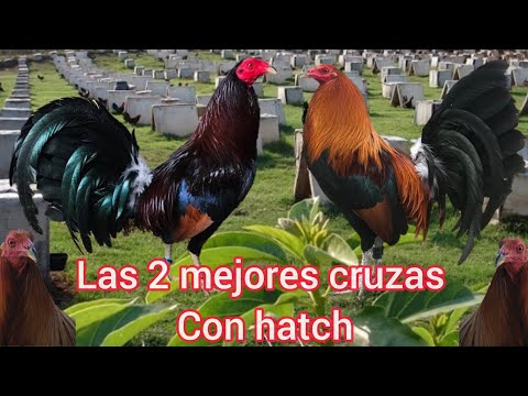 , title : 'Las 2 mejores cruzas con gallos hatch'