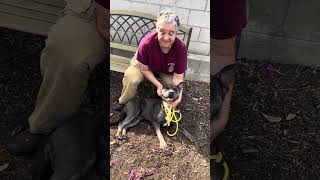 Video preview image #1 American Pit Bull Terrier Puppy For Sale in Pasadena, CA, USA