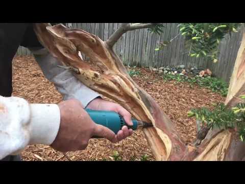 Part 5:  Bonsai Carving Techniques: Goliath - a 100-year-old Bonsai Yew