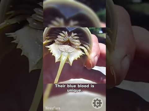 This Creature Is 450 Million Years Old — And Its Blood Saves Lives 🦀💙