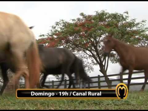 VEJA NO MANGALARGA MARCHADOR TV DESSA SEMANA - 20/11