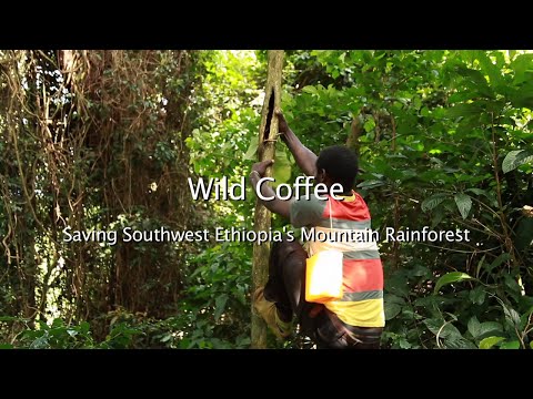 Wild Coffee - Saving Southwest Ethiopia's Mountain Rainforest WCC-PFM Project