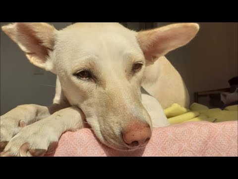 The poor dog who was found so weak and emaciated