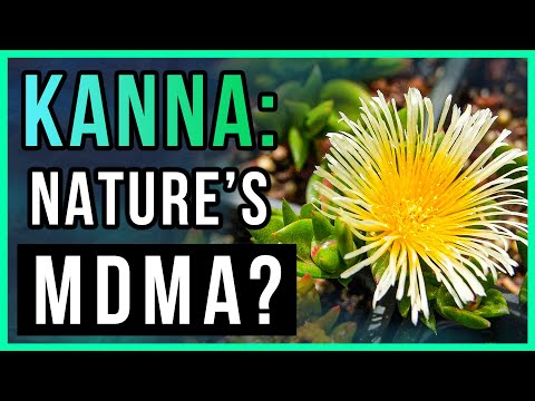 Natural Cure For Anxiety + Depression? Try Kanna! | Wellness + Wisdom