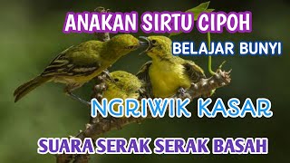 Download lagu suara sirtu jantan ngriwik gacor!! melatih mental mp3 Download lagu suara sirtu jantan ngriwik gacor!! melatih mental mp3