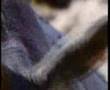 Classic Sesame Street I M An Aardvark