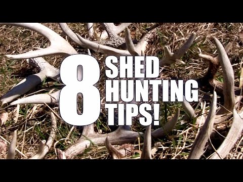 8 Tips How to Find More Shed Antlers