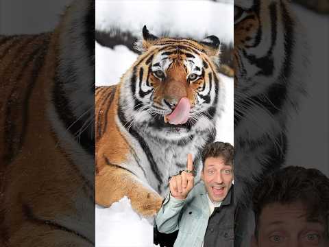 The Siberian Tiger is the real King