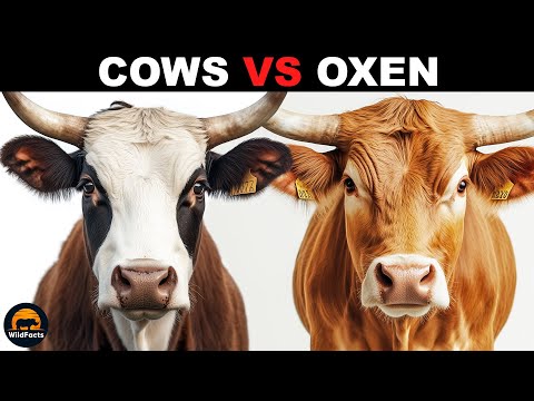 Was ist der Unterschied zwischen Kühen und Ochsen?