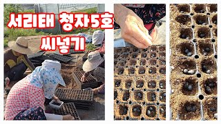 서리태 파종 청자5호 검은콩 씨넣는 방법 [콩재배방법]