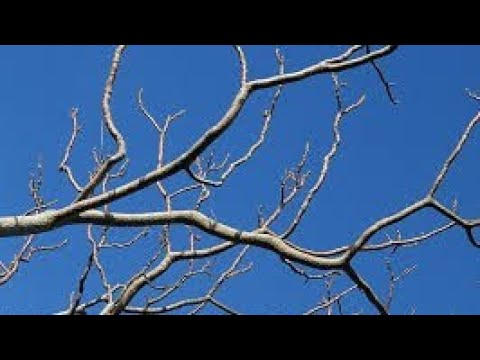 How to break a branch.