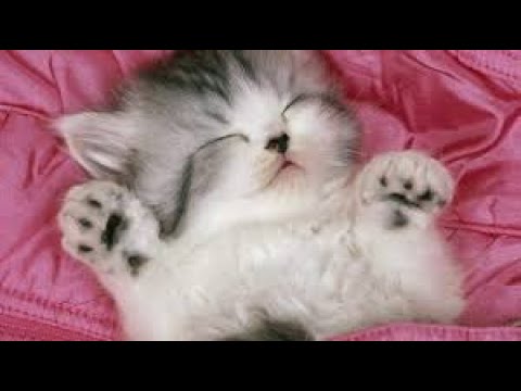 Talulot Ng Sakura by MNL48 w/ Lyrics