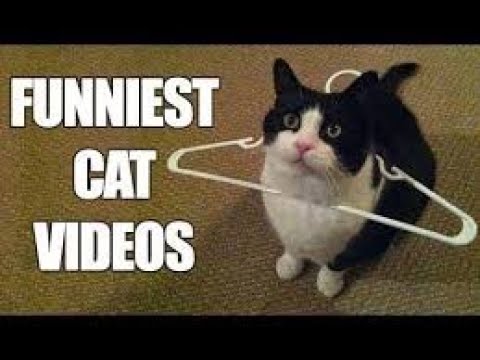 Cute cat & owners show love with care/Funny videos watch it