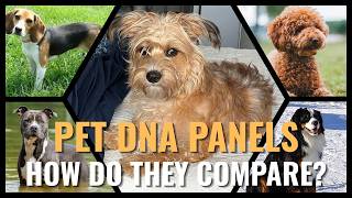 We Tested Both! Embark vs Wisdom Panel Dog DNA Comparison