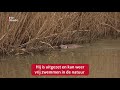 Snotterende bever zwemt weer gezond rond  [RTV Utrecht]