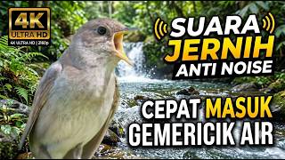 Download lagu Masteran sikatan londo sejalur super jernih kualitas HD, mudah masuk dan diingat mp3