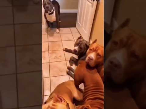 #funny #dogs #pet #dogscats#dogshorts #dog#doglover#doglife