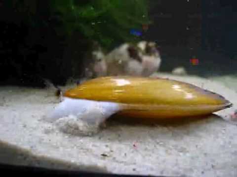 My Fresh Water Clam (12x Speed)