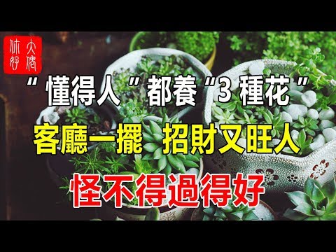 客廳招財植物