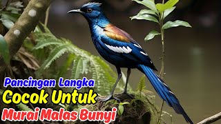 Download lagu Rahasia Masteran Murai Batu untuk Meningkatkan Kualitas dan Kuantitas Suara mp3 Download lagu Rahasia Masteran Murai Batu untuk Meningkatkan Kualitas dan Kuantitas Suara mp3