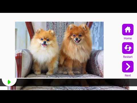 Tile Puzzle Pomeranian Dogs Video