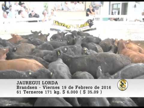 19-02-16 Venta de Machos - Jauregui Lorda - Bransen.