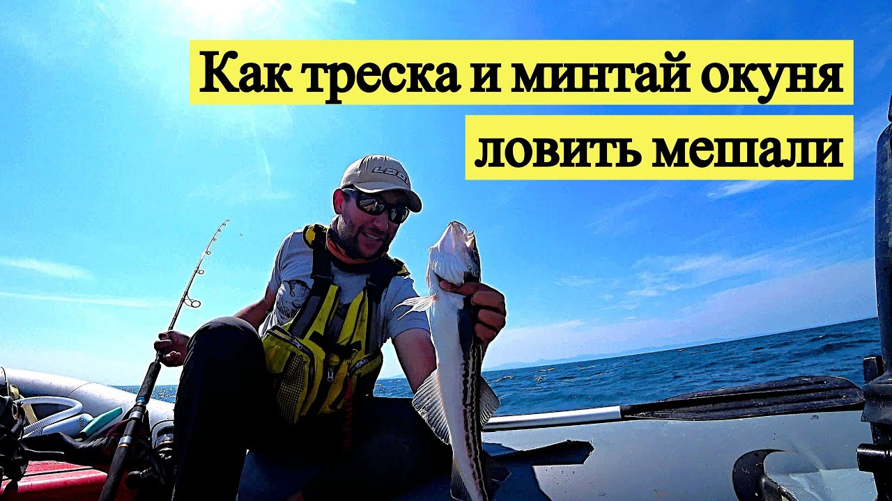 Как треска и минтай окуня ловить мешали