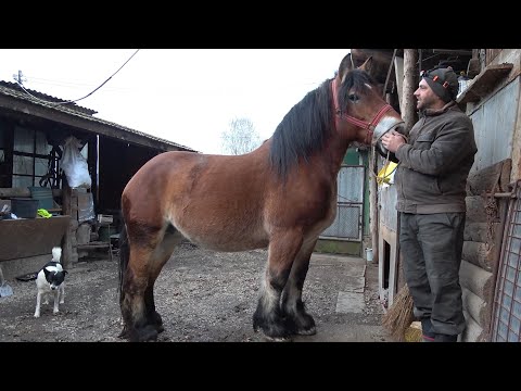 Iapa lui Csabi de la Floresti, Cluj - 2023 Nou!!!