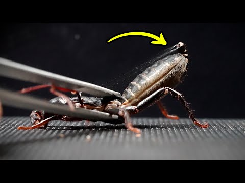 W końcu udało mi się to nagrać!