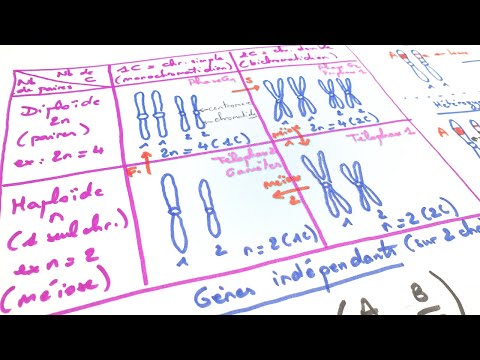 [eSVT] The basics of genetics: haploid, diploid, chromosomes, genes...