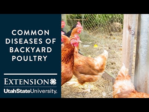 , title : 'Common Diseases of Backyard Poultry'