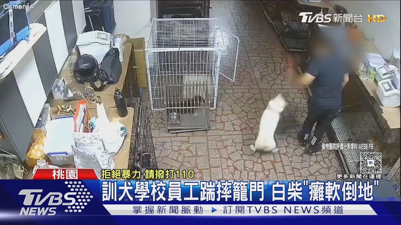 影音／訓犬學校爆虐狗！白柴遭拖行「癱軟倒地」　監視器畫面曝